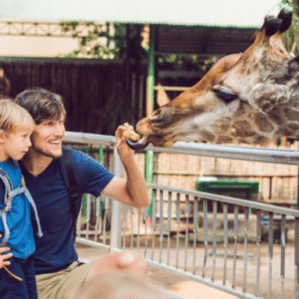 Father and son watching and feeding giraffe in zoo.